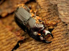 Ceruchus piceus by (c) Katja Schulz, some rights reserved (CC BY). Used under a CC-BY license.