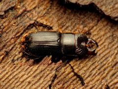 Ceruchus piceus by (c) Katja Schulz, some rights reserved (CC BY). Used under a CC-BY license.