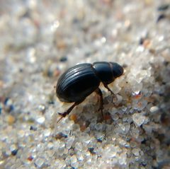 Aegialia arenaria by (c) carnifex, some rights reserved (CC BY), uploaded by carnifex. Used under a CC-BY license.