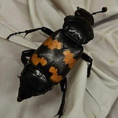 Nicrophorus obscurus by (c) Bennett Grappone，保留部分权利（CC BY）, 由 Bennett Grappone 上传. Used under a CC-BY license.