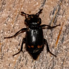 Nicrophorus pustulatus by (c) Patrick Hanly, some rights reserved (CC BY), uploaded by Patrick Hanly. Used under a CC-BY license.