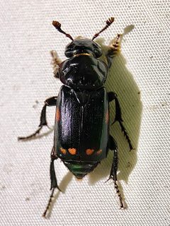 Nicrophorus pustulatus by (c) Samuel Paul Galick, some rights reserved (CC BY), uploaded by Samuel Paul Galick. Used under a CC-BY license.