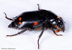 Nicrophorus pustulatus by (c) Trevor Edmonson, some rights reserved (CC BY), uploaded by Trevor Edmonson. Used under a CC-BY license.
