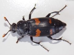 Nicrophorus sayi by (c) Fyn Kynd, some rights reserved (CC BY). Used under a CC-BY license.