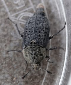 Thanatophilus lapponicus by (c) Colin Croft, some rights reserved (CC BY), uploaded by Colin Croft. Used under a CC-BY license.