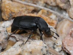 Thanatophilus truncatus by (c) Matt Muir, some rights reserved (CC BY), uploaded by Matt Muir. Used under a CC-BY license.