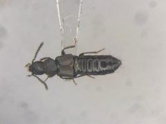 Aleochara littoralis by no rights reserved, uploaded by Nick Bédard. Used under a CC0 license.