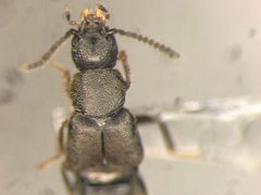 Aleochara littoralis by no rights reserved, uploaded by Nick Bédard. Used under a CC0 license.