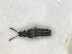 Atheta hampshirensis by no rights reserved, uploaded by Nick Bédard. Used under a CC0 license.
