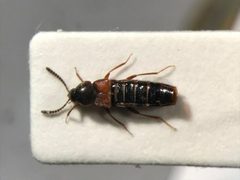 Aleochara thoracica by no rights reserved, uploaded by Nick Bédard. Used under a CC0 license.