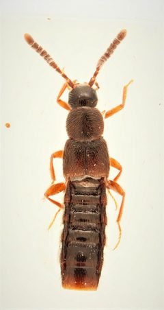 Amarochara forticornis by no rights reserved, uploaded by Nick Bédard. Used under a CC0 license.