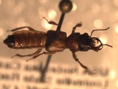 Bledius pallipennis by (c) Bennett Grappone, some rights reserved (CC BY), uploaded by Bennett Grappone. Used under a CC-BY license.