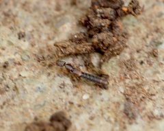 Scopaeus minutus by (c) carnifex, some rights reserved (CC BY), uploaded by carnifex. Used under a CC-BY license.