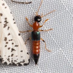 Paederus mexicanus by (c) Ken-ichi Ueda, some rights reserved (CC BY), uploaded by Ken-ichi Ueda. Used under a CC-BY license.