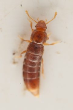 Phloeocharis californica by (c) Trevor Van Loon, some rights reserved (CC BY), uploaded by Trevor Van Loon. Used under a CC-BY license.