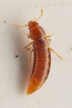 Phloeocharis californica by (c) Trevor Van Loon, some rights reserved (CC BY), uploaded by Trevor Van Loon. Used under a CC-BY license.