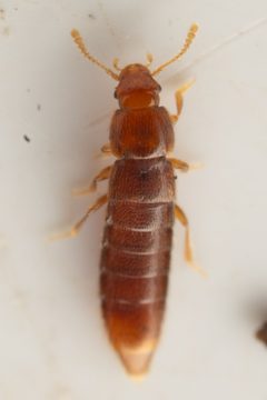 Phloeocharis californica by (c) Trevor Van Loon, some rights reserved (CC BY), uploaded by Trevor Van Loon. Used under a CC-BY license.