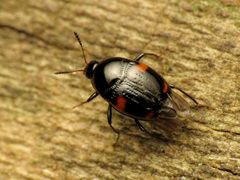 Scaphidiinae by (c) Katja Schulz, some rights reserved (CC BY). Used under a CC-BY license.