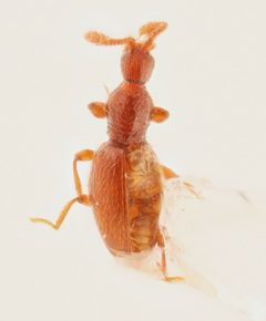 Leptoscydmus cavifrons by no rights reserved, uploaded by Nick Bédard. Used under a CC0 license.