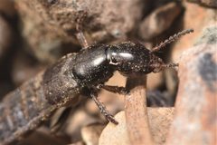 Ocypus aeneocephalus by no rights reserved, uploaded by Braden J. Judson. Used under a CC0 license.