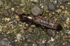 Ocypus aeneocephalus by (c) Marcel_Pepin, some rights reserved (CC BY), uploaded by Marcel_Pepin. Used under a CC-BY license.