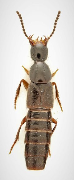 Philonthus debilis by no rights reserved, uploaded by Nick Bédard. Used under a CC0 license.