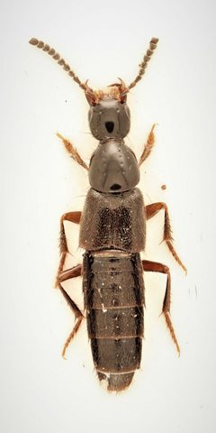 Philonthus debilis by no rights reserved, uploaded by Nick Bédard. Used under a CC0 license.