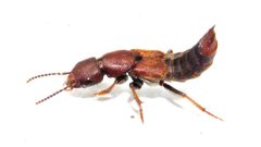 Platydracus cinnamopterus by (c) Dan MacNeal, some rights reserved (CC BY), uploaded by Dan MacNeal. Used under a CC-BY license.