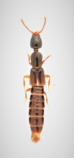 Leptacinus intermedius by no rights reserved, uploaded by Nick Bédard. Used under a CC0 license.