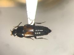 Tachinus luridus by no rights reserved, uploaded by Nick Bédard. Used under a CC0 license.