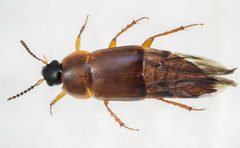 Tachinus semirufus by (c) Don Loarie, some rights reserved (CC BY), uploaded by Don Loarie. Used under a CC-BY license.