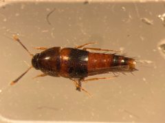 Sepedophilus opicus by no rights reserved, uploaded by Nick Bédard. Used under a CC0 license.