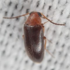 Symphora flavicollis by (c) Victor Engel, some rights reserved (CC BY), uploaded by Victor Engel. Used under a CC-BY license.