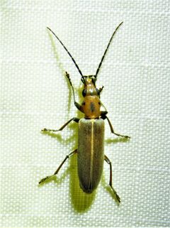 Oxacis trimaculata by (c) Annika Lindqvist, some rights reserved (CC BY), uploaded by Annika Lindqvist. Used under a CC-BY license.