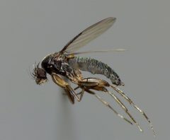 Megaselia rufipes by (c) Steve Kerr, some rights reserved (CC BY), uploaded by Steve Kerr. Used under a CC-BY license.