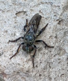 Cyrtopogon pulcher by (c) Tristan A. McKnight, some rights reserved (CC BY), uploaded by Tristan A. McKnight. Used under a CC-BY license.