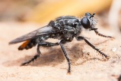 Andrenosoma fulvicaudum by (c) Ken-ichi Ueda, some rights reserved (CC BY), uploaded by Ken-ichi Ueda. Used under a CC-BY license.