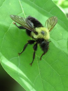 Laphria thoracica by (c) Katja Schulz, some rights reserved (CC BY). Used under a CC-BY license.