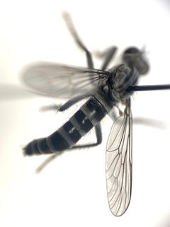 Lasiopogon cinereus by (c) Tristan A. McKnight, some rights reserved (CC BY), uploaded by Tristan A. McKnight. Used under a CC-BY license.