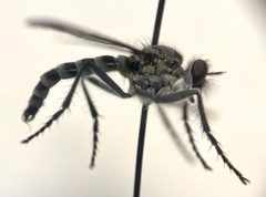 Lasiopogon cinereus by (c) Tristan A. McKnight, some rights reserved (CC BY), uploaded by Tristan A. McKnight. Used under a CC-BY license.