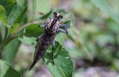 Triorla interrupta by (c) Eridan Xharahi, some rights reserved (CC BY). Used under a CC-BY license.