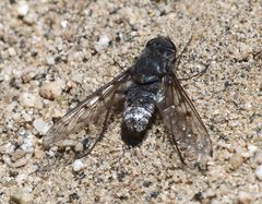 Anthrax varicolor by (c) smeckert, some rights reserved (CC BY). Used under a CC-BY license.