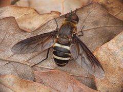 Exoprosopa fasciata by (c) Sam Kieschnick, some rights reserved (CC BY), uploaded by Sam Kieschnick. Used under a CC-BY license.