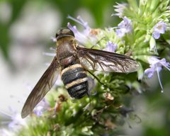 Exoprosopa fasciata by (c) Roger Rittmaster, some rights reserved (CC BY), uploaded by Roger Rittmaster. Used under a CC-BY license.