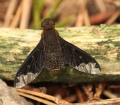 Hemipenthes sinuosa by (c) mayfly1963, some rights reserved (CC BY), uploaded by mayfly1963. Used under a CC-BY license.