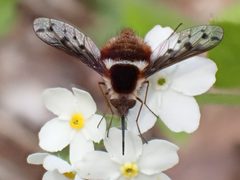 Bombylius pygmaeus by (c) Claire Moxon-Waltz, some rights reserved (CC BY), uploaded by Claire Moxon-Waltz. Used under a CC-BY license.