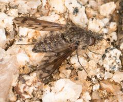 Conophorus fenestratus by no rights reserved, uploaded by Jesse Rorabaugh. Used under a CC0 license.
