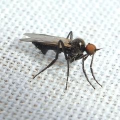 Rhamphomyia by (c) Barry Walter, some rights reserved (CC BY), uploaded by Barry Walter. Used under a CC-BY license.