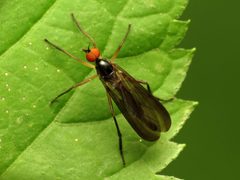 Rhamphomyia by (c) Katja Schulz, some rights reserved (CC BY). Used under a CC-BY license.