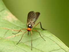 Rhamphomyia by (c) Katja Schulz, some rights reserved (CC BY), uploaded by Katja Schulz. Used under a CC-BY license.